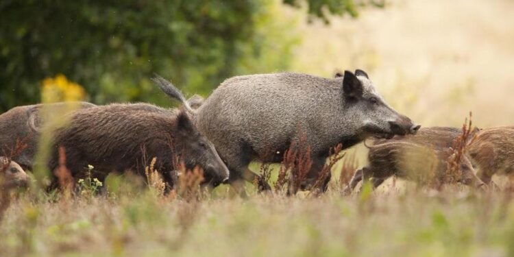 Aumentan los casos de Peste Porcina Africana en Alemania: A ocho días de la primera declaración, confirmaron doce casos más