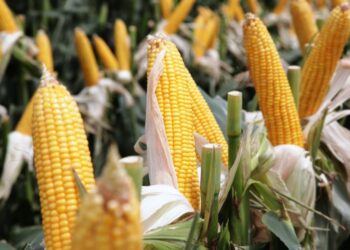 ¿Ma’ qué siesta? Santiago del Estero ya produce el 10% del maíz de toda la Argentina