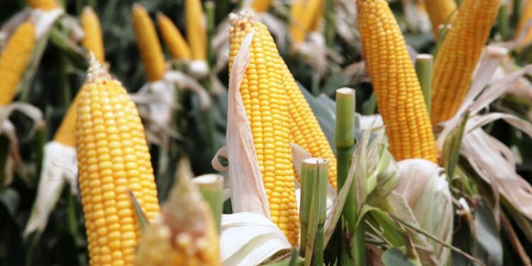 ¿Ma’ qué siesta? Santiago del Estero ya produce el 10% del maíz de toda la Argentina