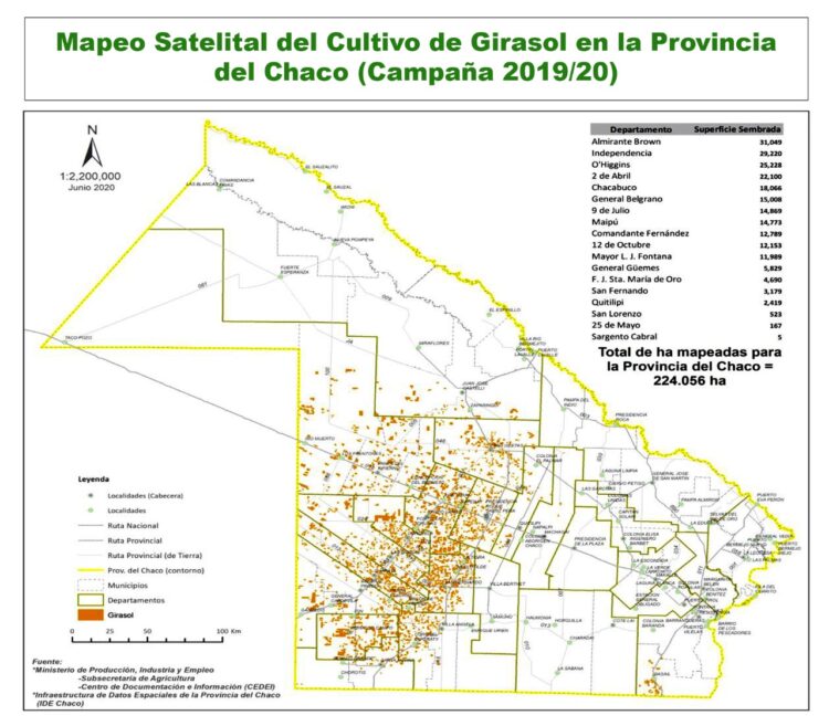 Ya dan por perdida la campaña de girasol en el norte: Pasamos de un año con producción récord a un rotundo fracaso
