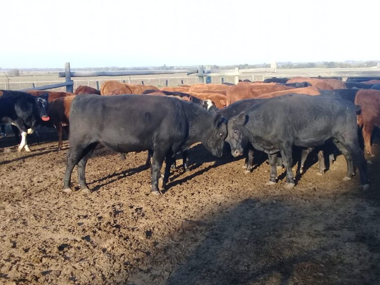 Roberto Medina rescata tradiciones y defiende el humedal: “Tiene que ver mucho con el gaucho, ser parte del paisaje y cuidarlo”