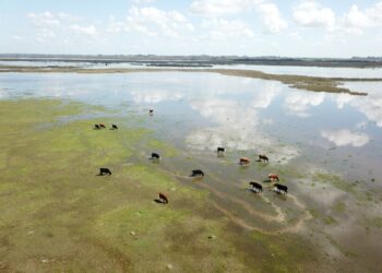Roberto Medina rescata tradiciones y defiende el humedal: “Tiene que ver mucho con el gaucho, ser parte del paisaje y cuidarlo”