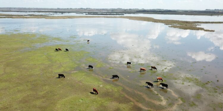 Roberto Medina rescata tradiciones y defiende el humedal: “Tiene que ver mucho con el gaucho, ser parte del paisaje y cuidarlo”