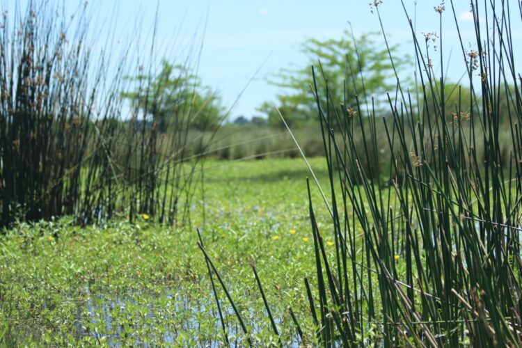 Roberto Medina rescata tradiciones y defiende el humedal: “Tiene que ver mucho con el gaucho, ser parte del paisaje y cuidarlo”