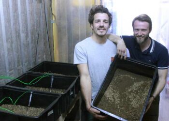 Crónicas Robadas: En Colonia Caroya ya utilizan larvas de moscas para degradar los residuos orgánicos de los cultivos