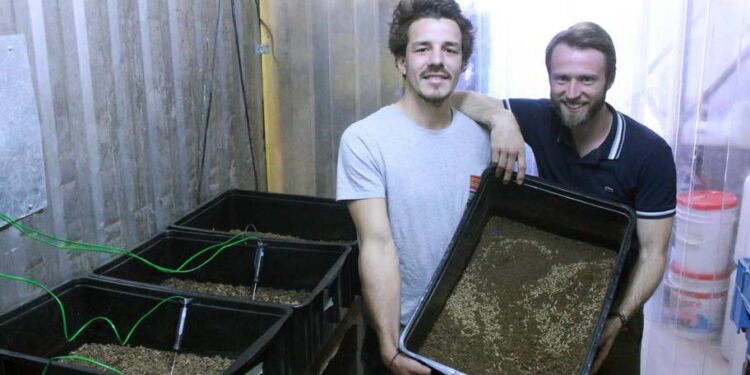 Crónicas Robadas: En Colonia Caroya ya utilizan larvas de moscas para degradar los residuos orgánicos de los cultivos