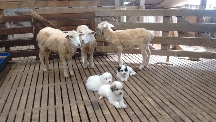 Sebastián Cabeza cría perros protectores del ganado en el fin del mundo: “Es la mejor herramienta para evitar vivir en guerra con los predadores”