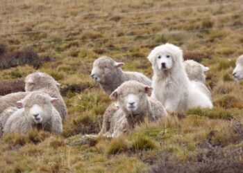 Sebastián Cabeza cría perros protectores del ganado en el fin del mundo: “Es la mejor herramienta para evitar vivir en guerra con los predadores”