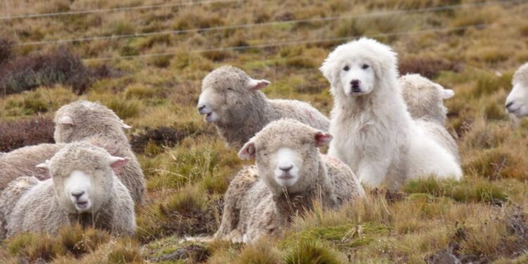 Sebastián Cabeza cría perros protectores del ganado en el fin del mundo: “Es la mejor herramienta para evitar vivir en guerra con los predadores”