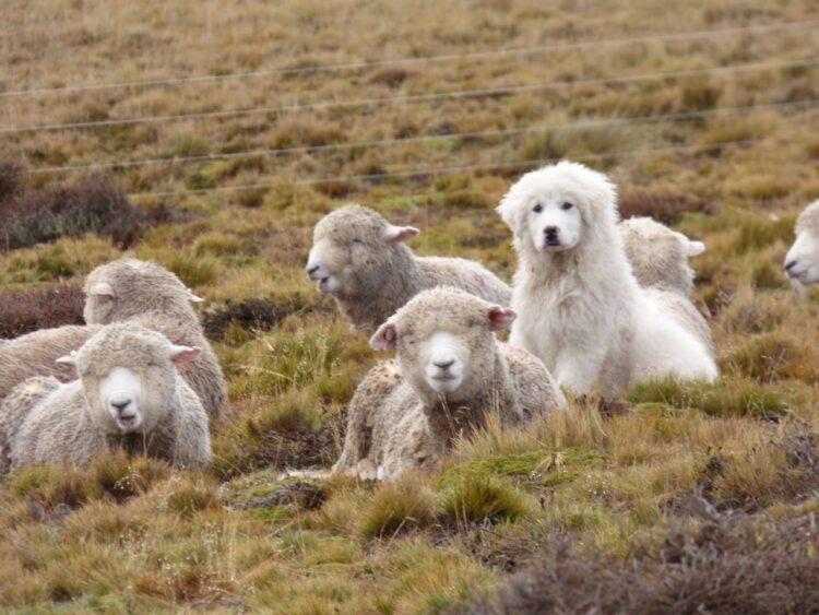 Sebastián Cabeza cría perros protectores del ganado en el fin del mundo: “Es la mejor herramienta para evitar vivir en guerra con los predadores”