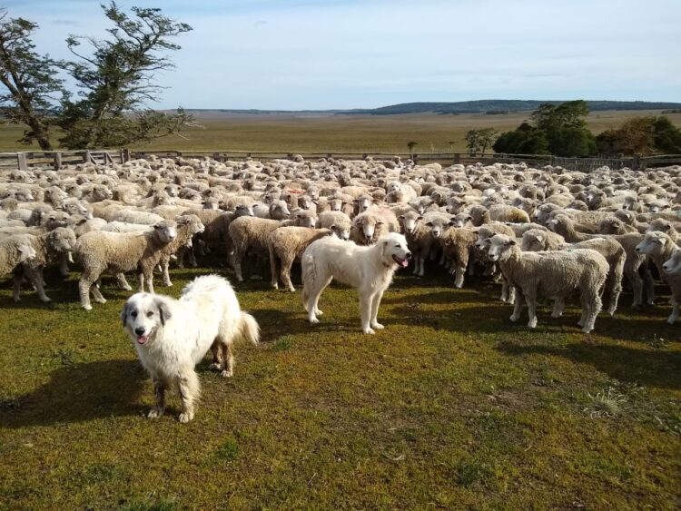Sebastián Cabeza cría perros protectores del ganado en el fin del mundo: “Es la mejor herramienta para evitar vivir en guerra con los predadores”