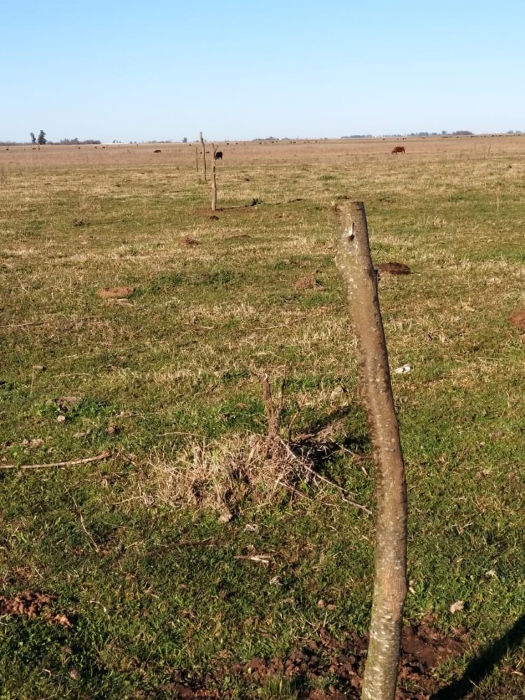 Intentaron usurpar un campo con participación de algunos policías: “Lo que se está viviendo es una locura”, dijo la productora Lorena del Río