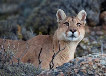 La conflictiva convivencia entre el puma y los productores: Explican las razones para atacar que tiene este felino incomprendido