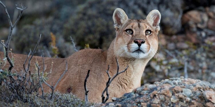 La conflictiva convivencia entre el puma y los productores: Explican las razones para atacar que tiene este felino incomprendido