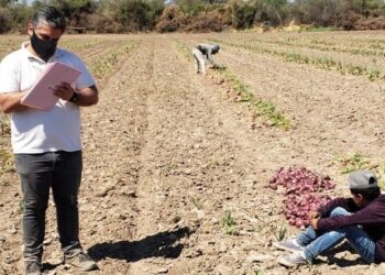 Una que sabemos todos: Detectaron nuevos casos de trabajo infantil, esta vez en un establecimiento hortícola en Santiago del Estero