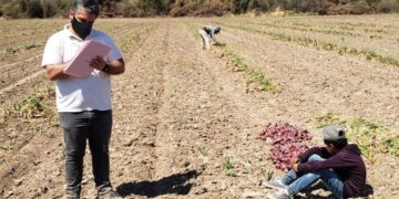 Una que sabemos todos: Detectaron nuevos casos de trabajo infantil, esta vez en un establecimiento hortícola en Santiago del Estero
