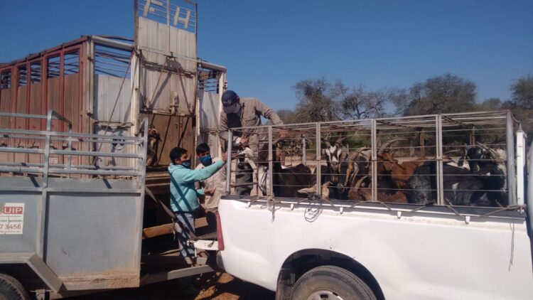 Los chivos del Impenetrable viajan a Bahamas sin escalas: Chaco retoma la exportación de carne caprina
