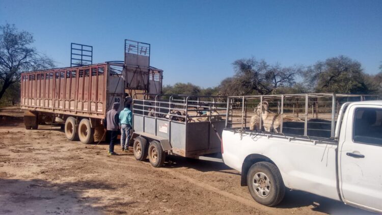Los chivos del Impenetrable viajan a Bahamas sin escalas: Chaco retoma la exportación de carne caprina