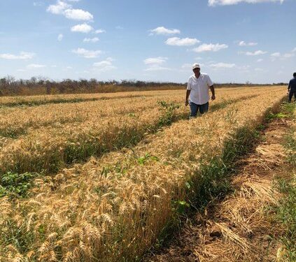 Brasil se entusiasma sembrando trigo en el norte: En Ceará los primeros ensayos ofrecieron 16 quintales por hectárea