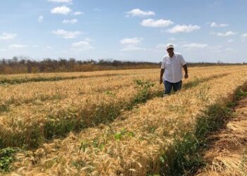Brasil se entusiasma sembrando trigo en el norte: En Ceará los primeros ensayos ofrecieron 16 quintales por hectárea