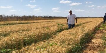 Brasil se entusiasma sembrando trigo en el norte: En Ceará los primeros ensayos ofrecieron 16 quintales por hectárea