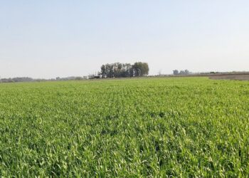 Por la falta de lluvias, ya se perdió el 17% del trigo que se había proyectado