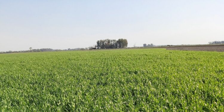 Por la falta de lluvias, ya se perdió el 17% del trigo que se había proyectado