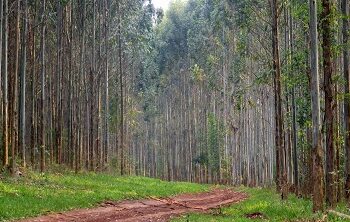 “El 10% de las emisiones viene de la deforestación”, avisó Sebastián Fragni: Asesoró a un grupo que ganó más por cuidar el bosque que por la madera vendida