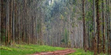 “El 10% de las emisiones viene de la deforestación”, avisó Sebastián Fragni: Asesoró a un grupo que ganó más por cuidar el bosque que por la madera vendida