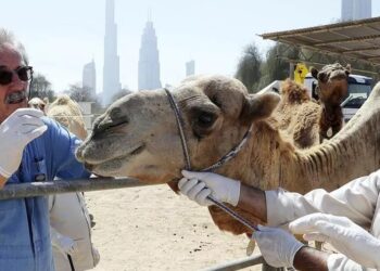 ¿Los camellos sufren de fiebre aftosa? Bioegénesis Bagó anuncia que exportará la vacuna hacia los países árabes