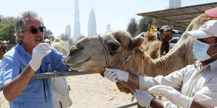 ¿Los camellos sufren de fiebre aftosa? Bioegénesis Bagó anuncia que exportará la vacuna hacia los países árabes