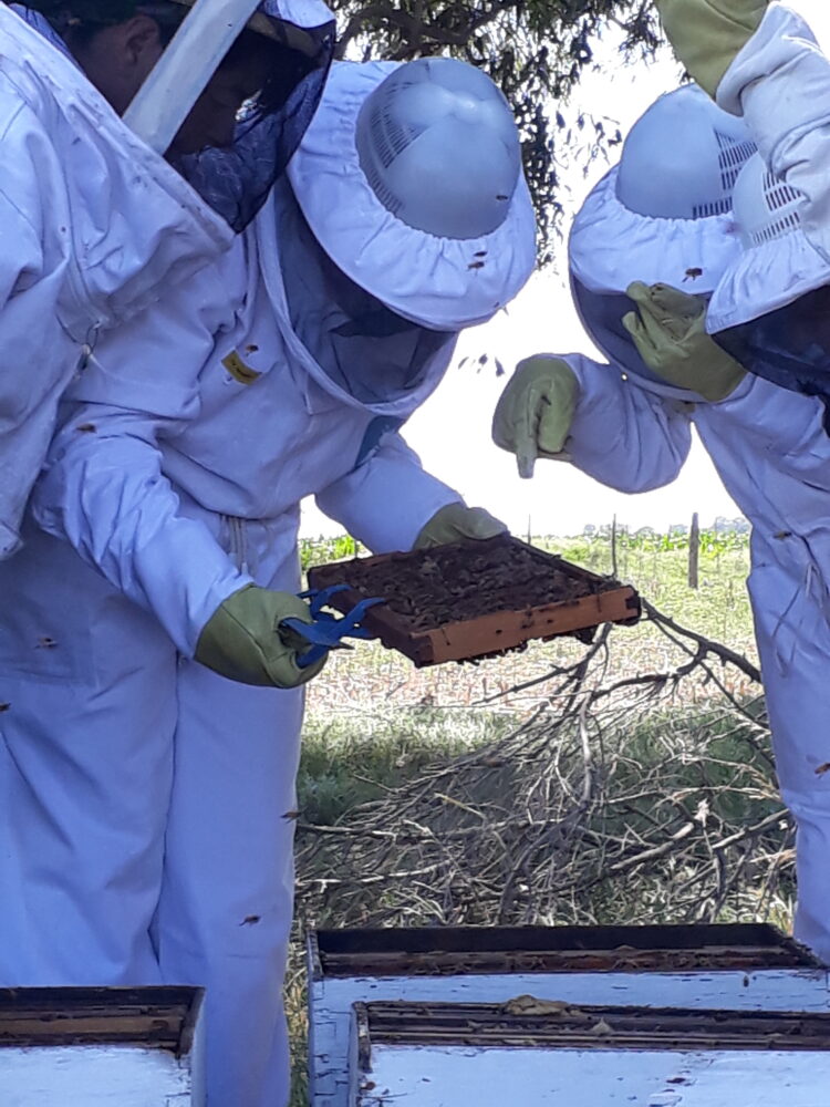 Reinas de Corazones: Mujeres se organizan de modo solidario para producir miel y así logran tener una oportunidad de ingresos propios