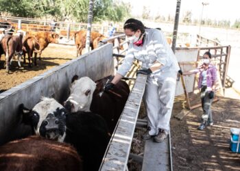 La Argentina también evalúa dejar de vacunar contra la fiebre aftosa, pero no avanzaría por zonas sino por categorías bovinas