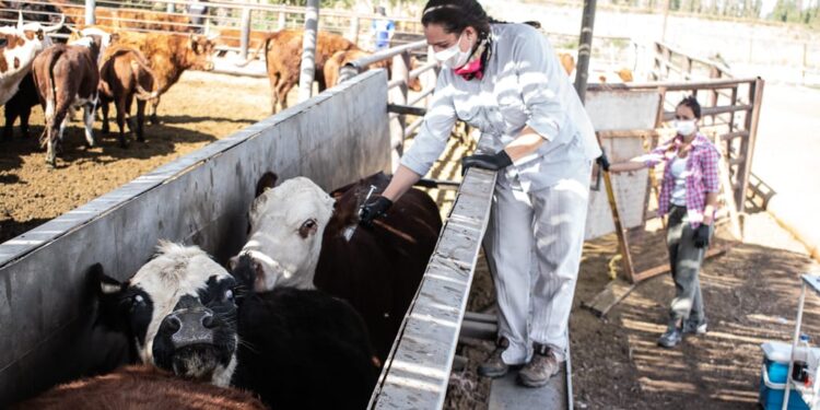 La Argentina también evalúa dejar de vacunar contra la fiebre aftosa, pero no avanzaría por zonas sino por categorías bovinas