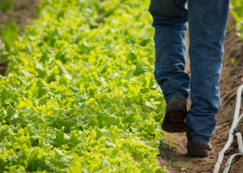 En medio de dudas de los operadores, el Senasa ratifica que el 1° de enero arrancan las Buenas Prácticas obligatorias en la producción hortícola