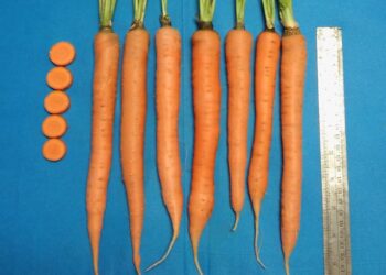 Desarrollaron en el INTA una nueva variedad de zanahoria de buen tamaño e intenso color