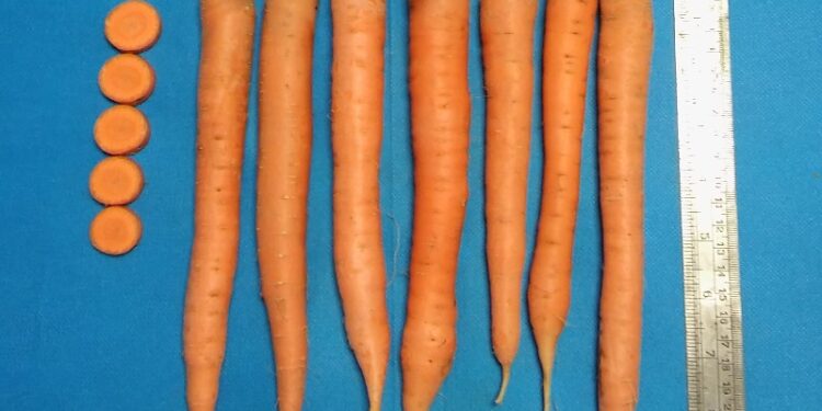 Desarrollaron en el INTA una nueva variedad de zanahoria de buen tamaño e intenso color