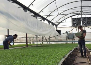 ¿Vos sabés todo lo que sucede dentro de un invernadero? Un desarrollo de estudiantes platenses permite un monitoreo continuo