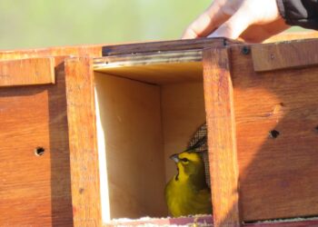 Rescataron 27 ejemplares de cardenal amarillo y los liberaron en el sur bonaerense para que no se extinga la especie