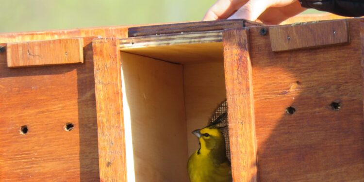 Rescataron 27 ejemplares de cardenal amarillo y los liberaron en el sur bonaerense para que no se extinga la especie