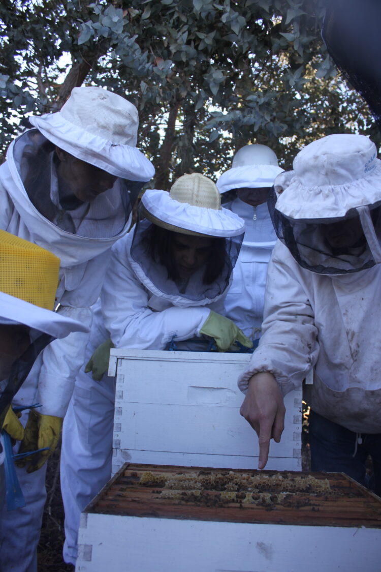 Reinas de Corazones: Mujeres se organizan de modo solidario para producir miel y así logran tener una oportunidad de ingresos propios