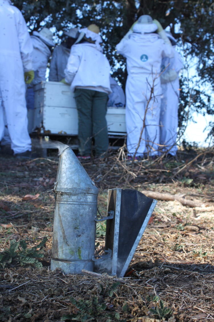 Reinas de Corazones: Mujeres se organizan de modo solidario para producir miel y así logran tener una oportunidad de ingresos propios