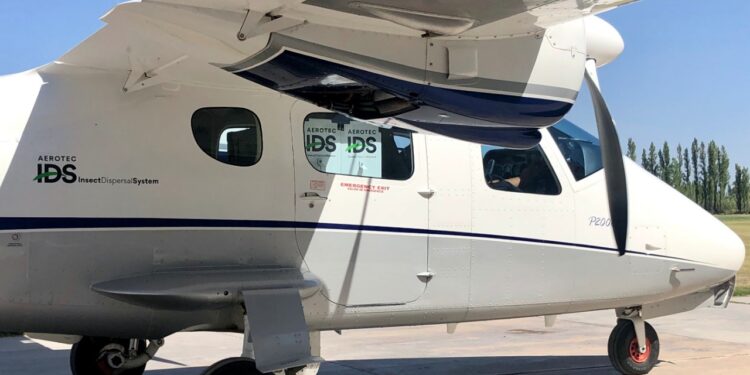 Las moscas esterilizadas ahora se lanzan enfriadas: Una innovación mendocina llega ahora al Alto Valle de Río Negro