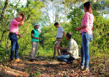¿Y si ponemos árboles en los yerbales? En Misiones dicen que por algo la yerba mate surgió del medio de la selva paranaense