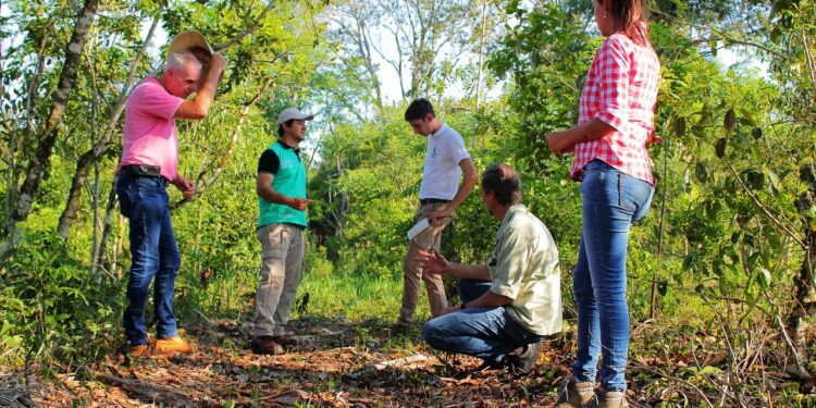 ¿Y si ponemos árboles en los yerbales? En Misiones dicen que por algo la yerba mate surgió del medio de la selva paranaense