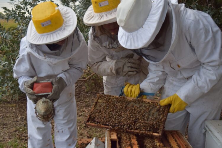 Reinas de Corazones: Mujeres se organizan de modo solidario para producir miel y así logran tener una oportunidad de ingresos propios