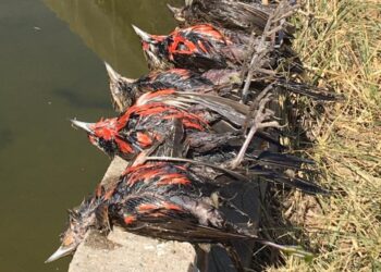 Ponga una rampa en su tanque australiano: Evitan la muerte de las aves y mantienen limpia el agua para el ganado