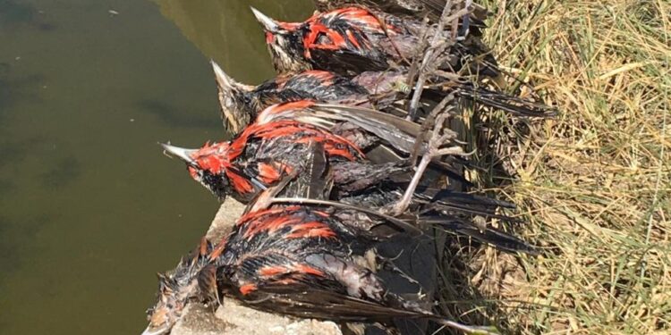 Ponga una rampa en su tanque australiano: Evitan la muerte de las aves y mantienen limpia el agua para el ganado