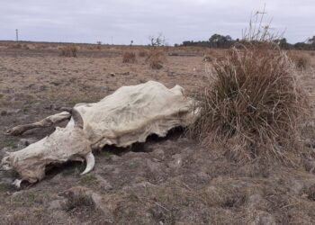 La cruda mirada de un ganadero que ve morir la hacienda por falta de agua y comida: “Cada recorrida es volver con un ternero que perdió la madre”