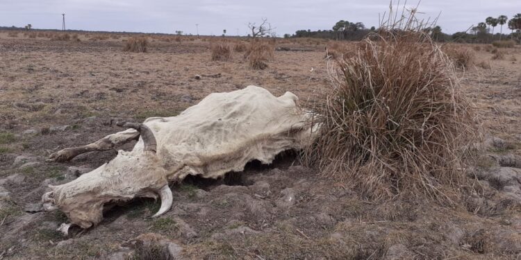 La cruda mirada de un ganadero que ve morir la hacienda por falta de agua y comida: “Cada recorrida es volver con un ternero que perdió la madre”